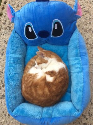 Coussin pour chat moelleux bleu - Taille S